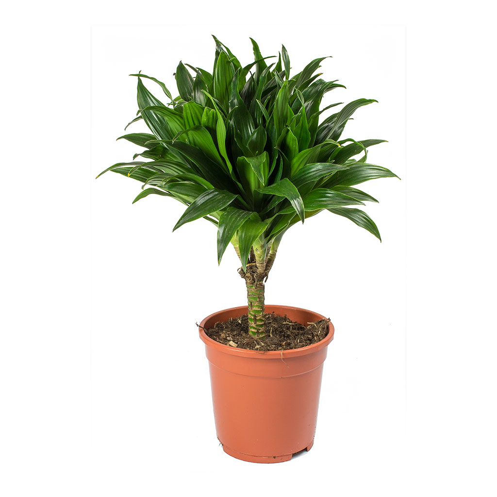 Dracaena fragrans Compacta - Single Stem