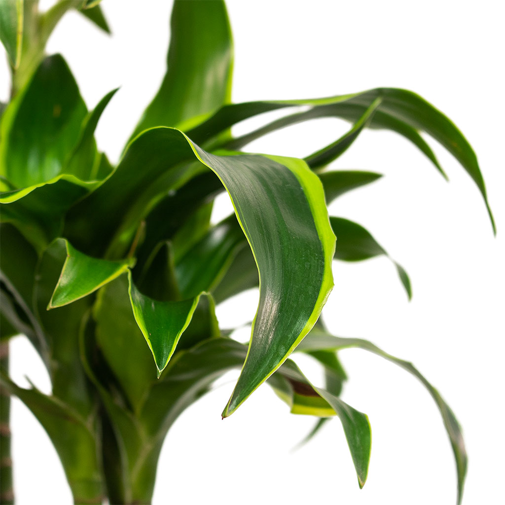 Dracaena fragrans Dorado Multi Stem Houseplant Close-Up