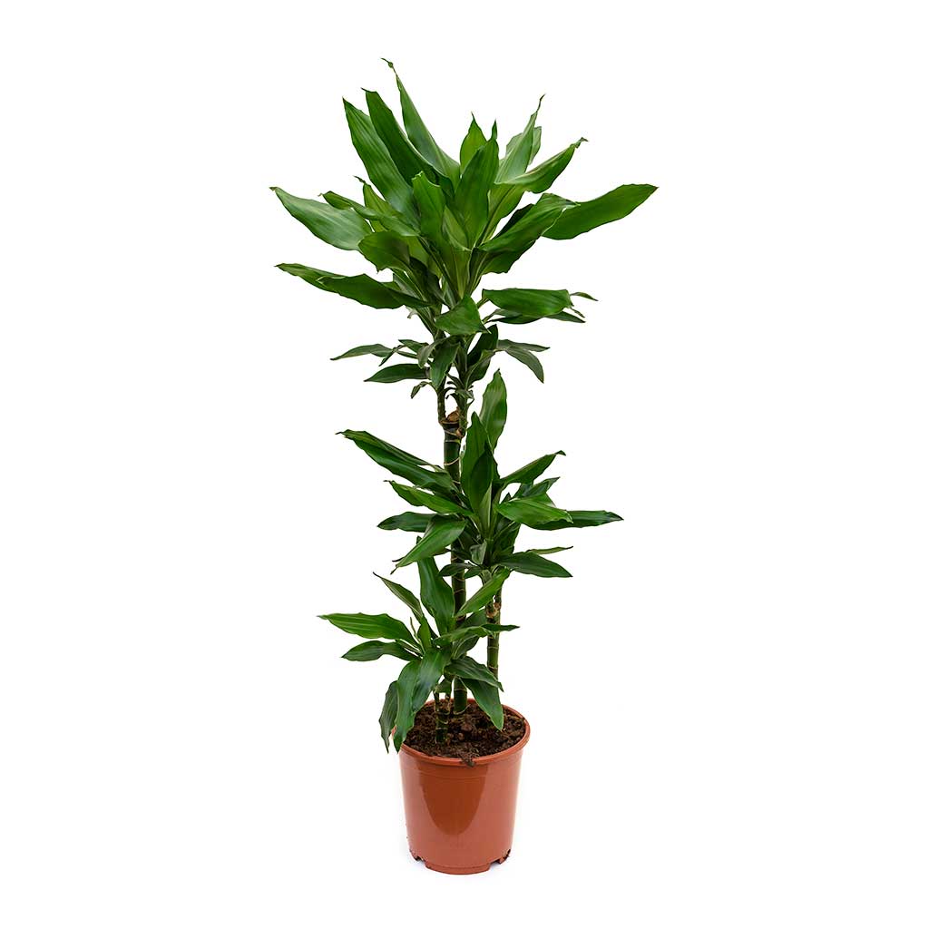 Dracaena fragrans Janet Lind - Multi Stem