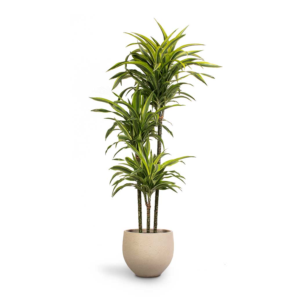 Dracaena fragrans Lemon Lime 3MultiStem 24x140cm & Mini Orb Kevan Plant Pot Grey Washed 32x28cm