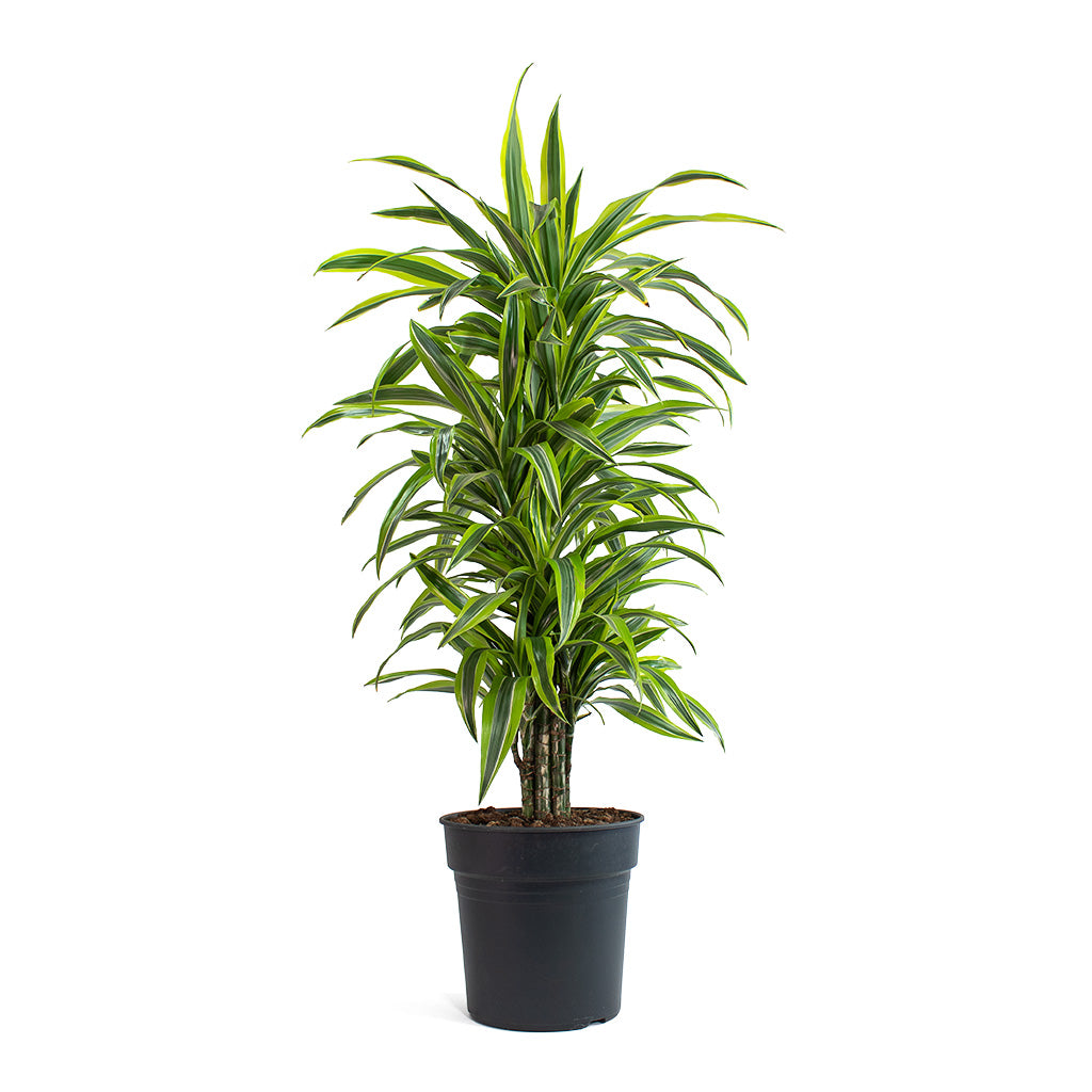 Dracaena fragrans Lemon Lime Branched Houseplant