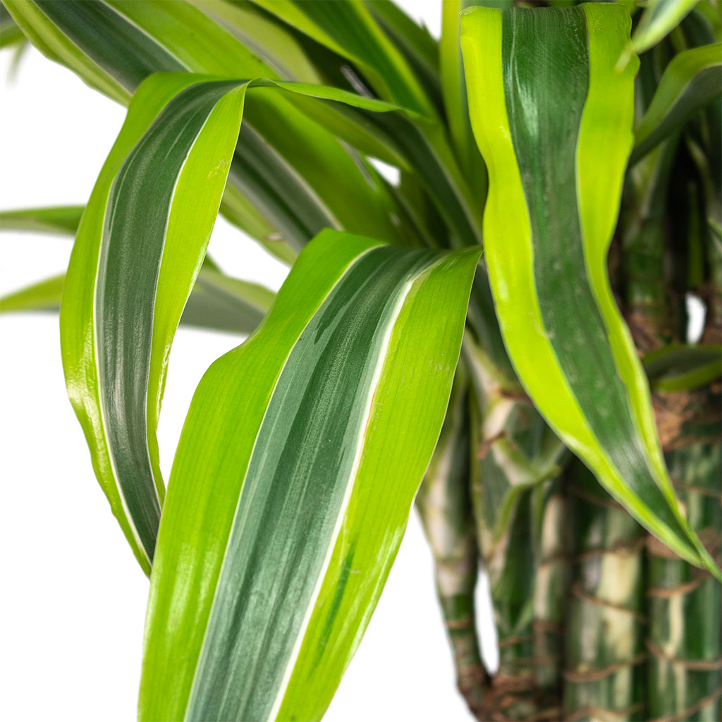 Dracaena fragrans Lemon Lime Branched Houseplant