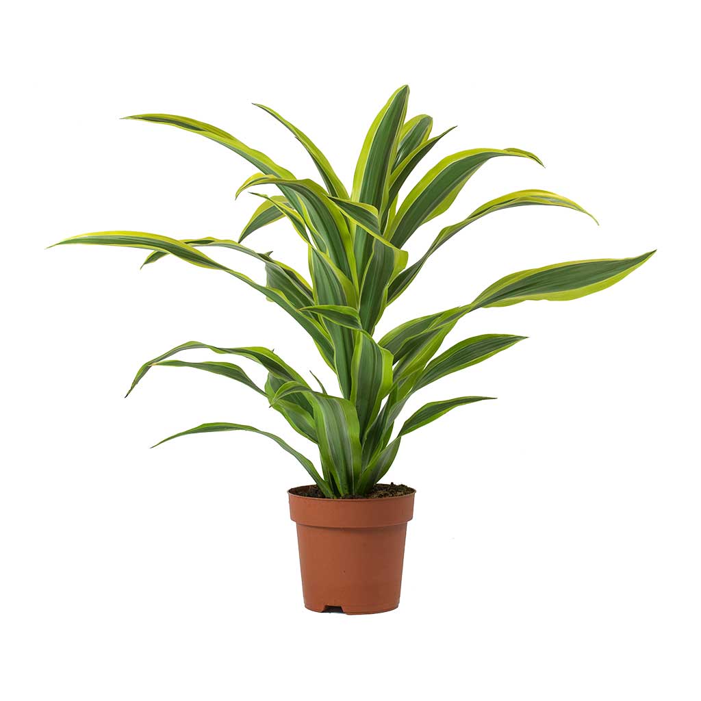 Dracaena fragrans Lemon Lime - Head - Large