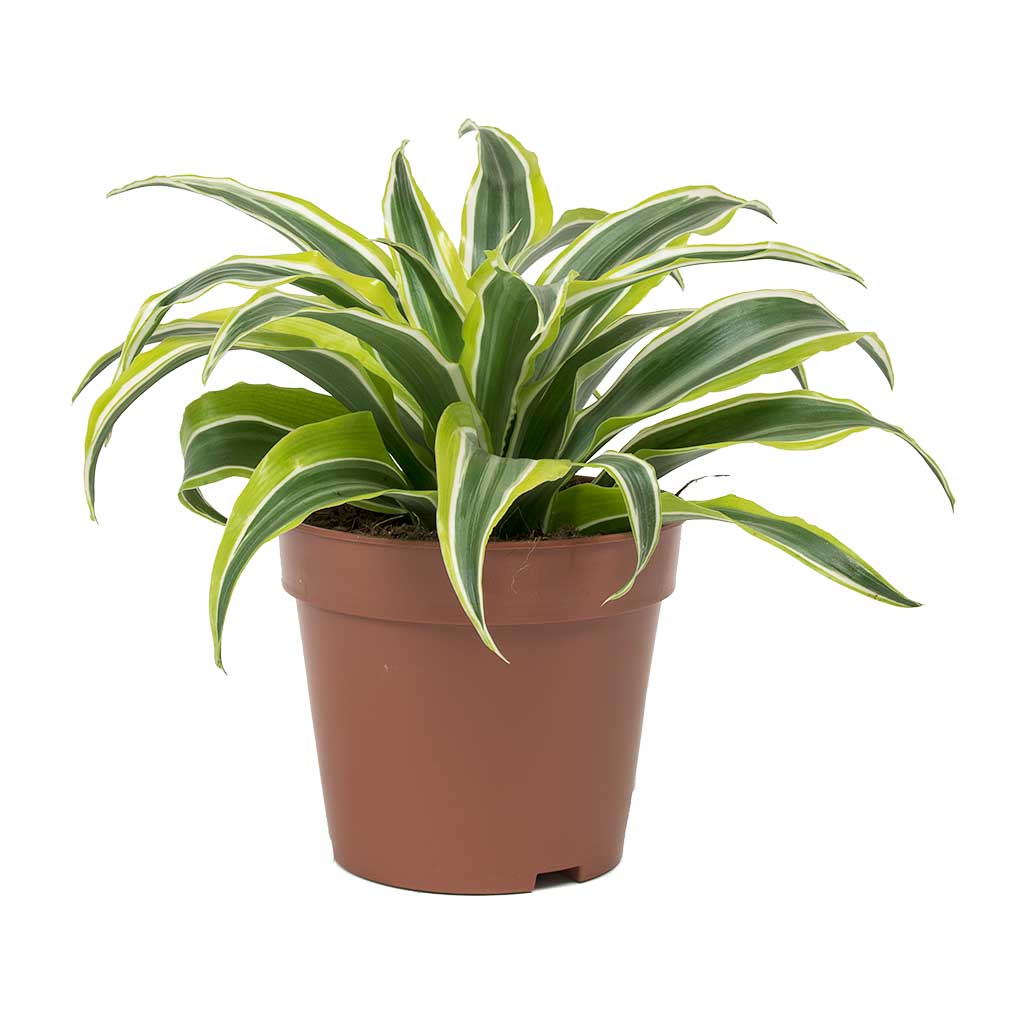 Dracaena fragrans Lemon Lime - Head - Small
