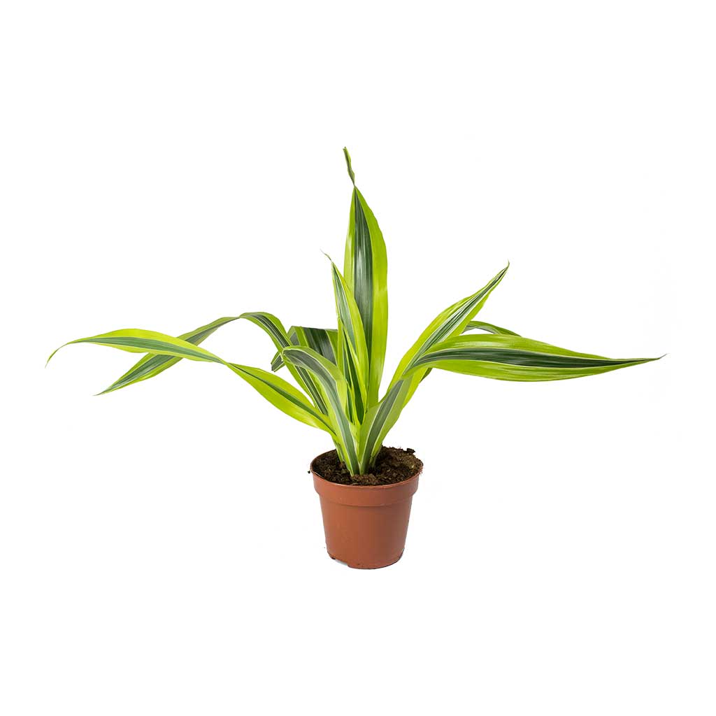 Dracaena fragrans Lemon Lime - Head 30cm