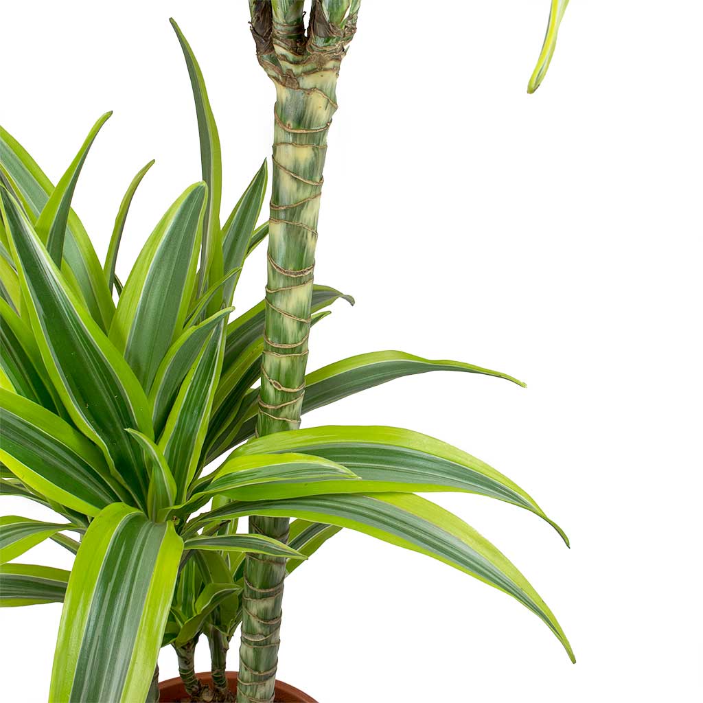 Dracaena fragrans Lemon Lime - Multi Stem Close Up
