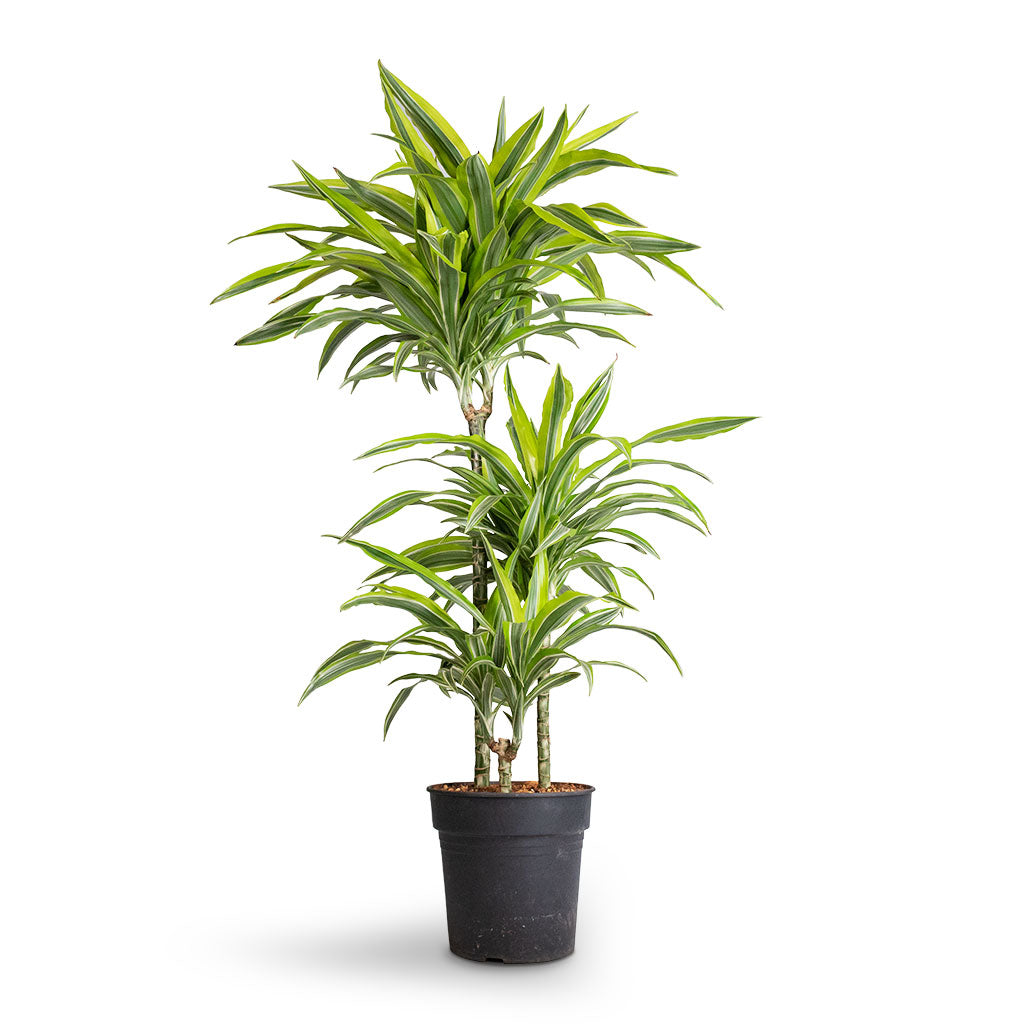 Dracaena fragrans Lemon Lime - 3 Stem