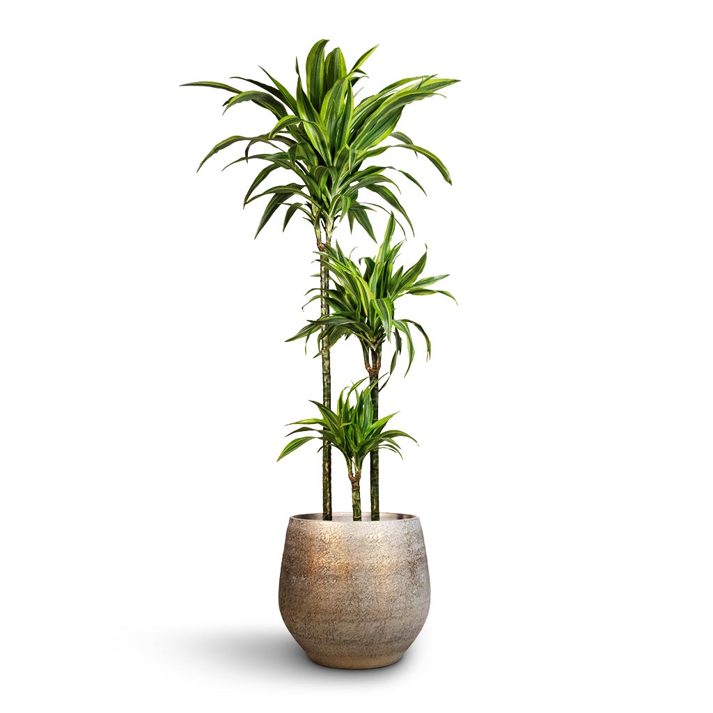 Dracaena fragrans Lemon Lime - Multi Stem & Noor Plant Pot - Metallic Grey