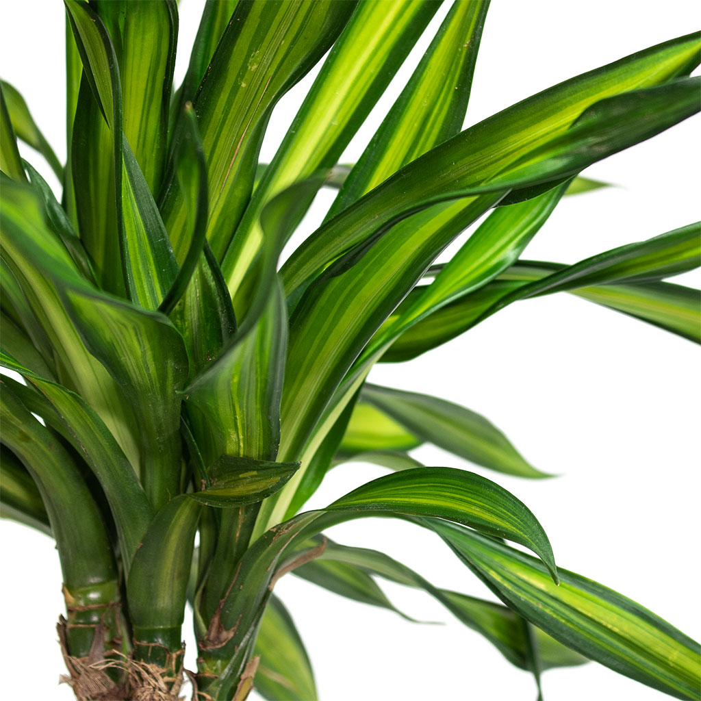 Dracaena fragrans Riki Multi-Stem Houseplant Close-Up