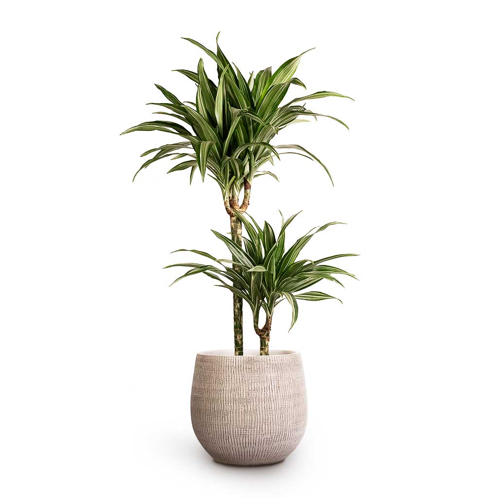 Dracaena fragrans Ulises 2 Stem & Ryan Plant Pot White Black