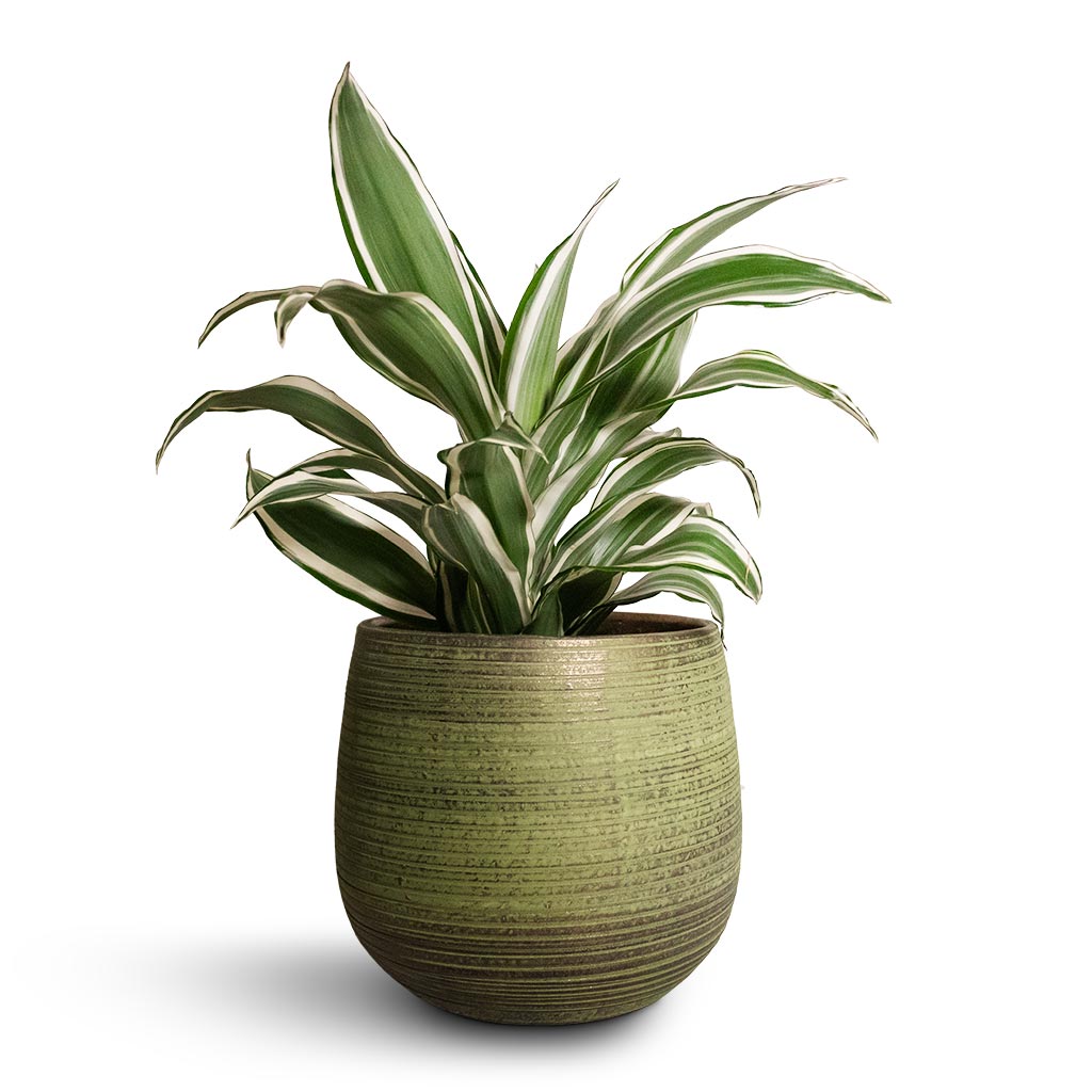 Dracaena fragrans White Jewel - Head & Lydia Plant Pot