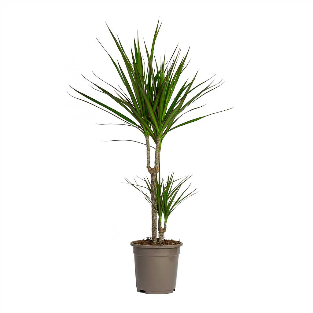 Dracaena marginata Red Edged - Multi Stem - 2 stems