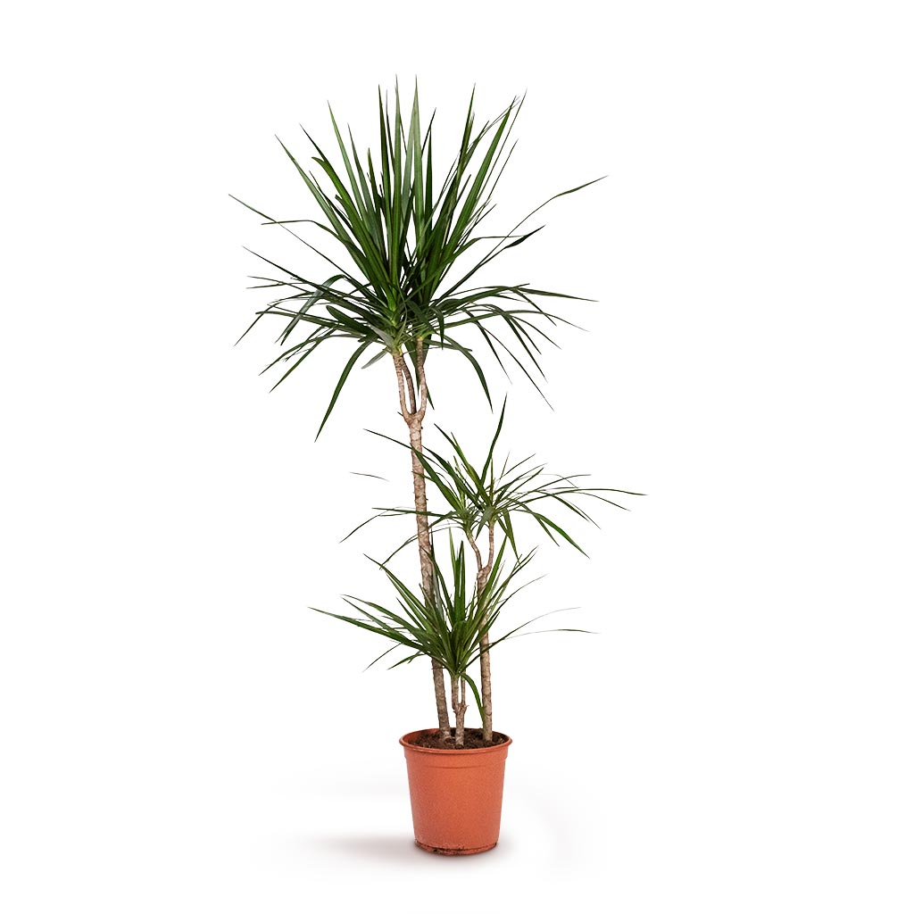 Dracaena marginata Houseplant - Red Edged Dracaena Indoor Plant