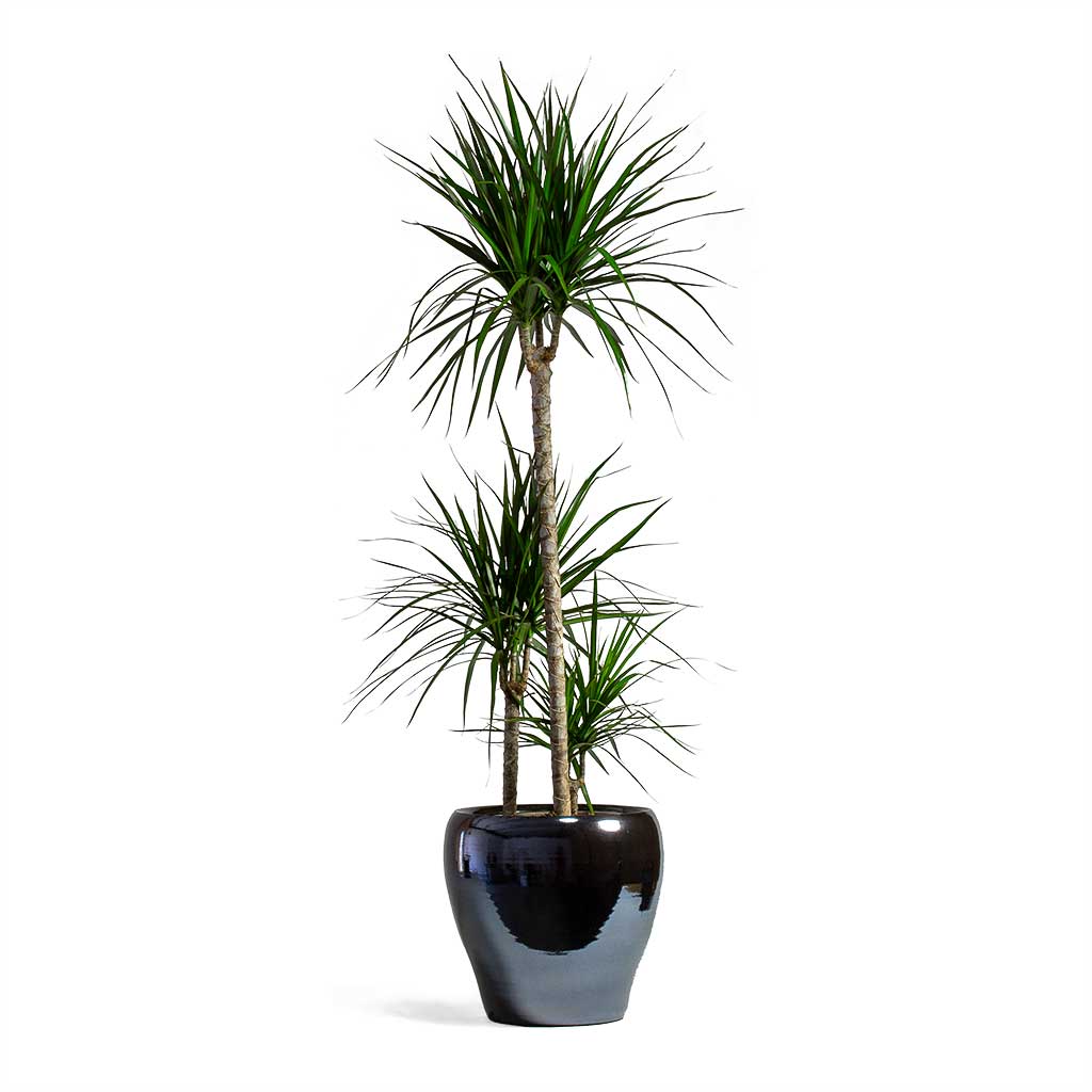 Dracaena marginata Red Edged Multi Stem 3 stems & Amora Plant Pot - Anthracite Mirror