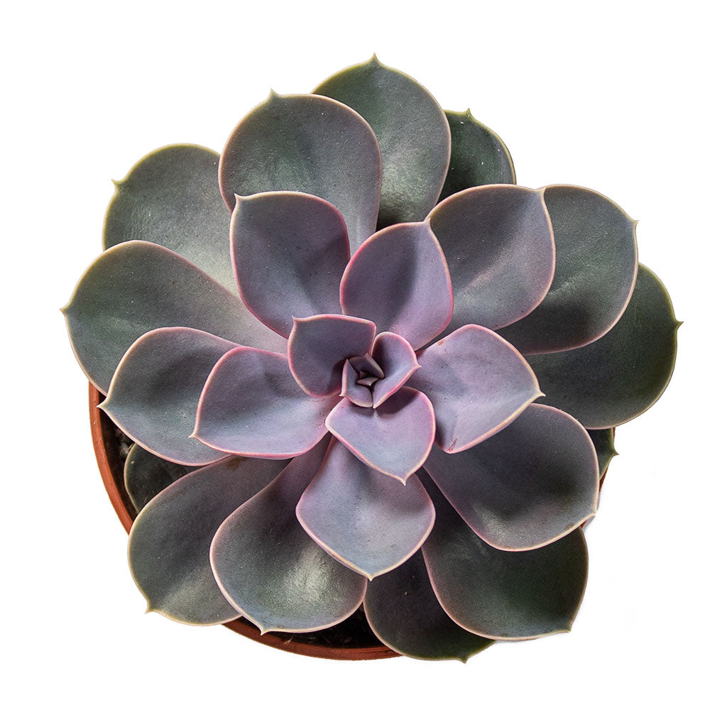 Echeveria Perle Von Nurnberg 10.5cm Top-Down View