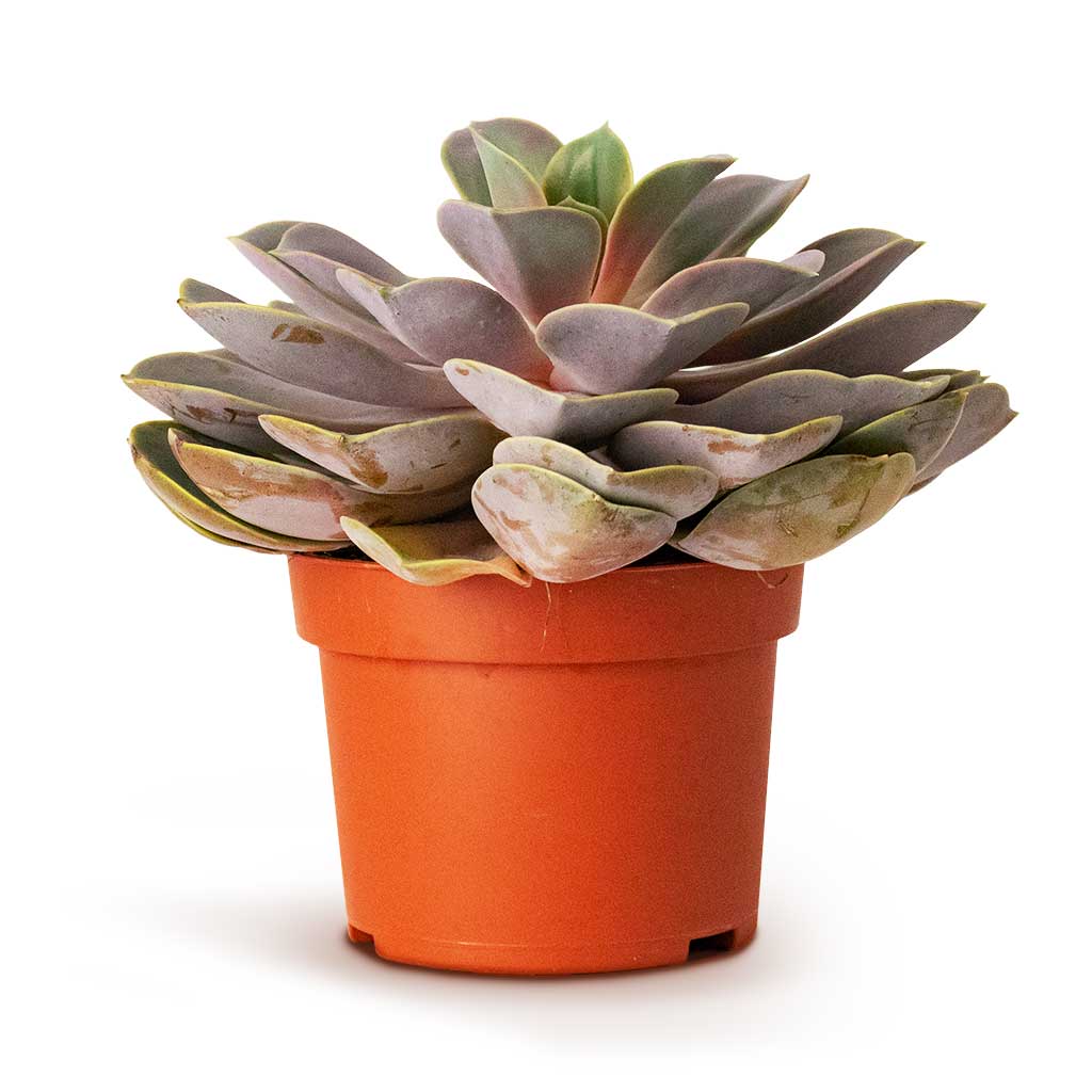 Echeveria Perle Von Nurnberg Side