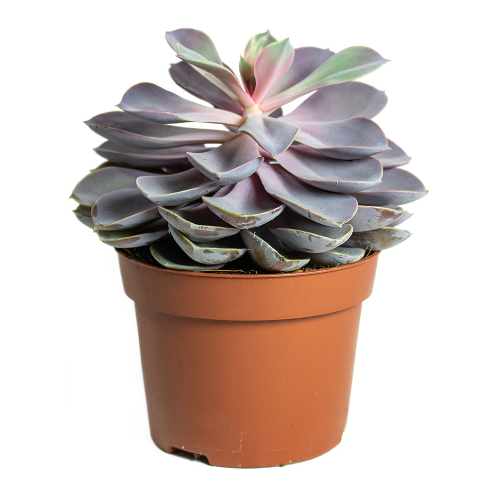 Echeveria Purple Pearl 12cm