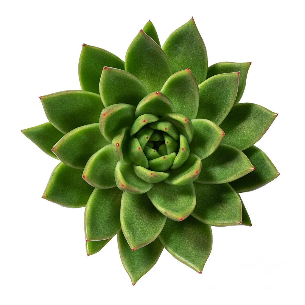 Echeveria agavoides Miranda 10.5cm Top-Down View