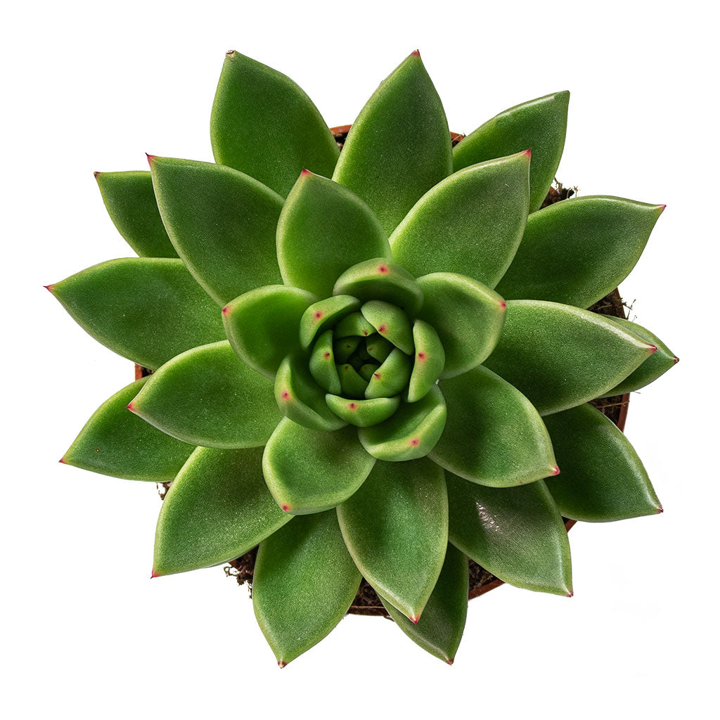 Echeveria agavoides Miranda 12cm Top-Down View