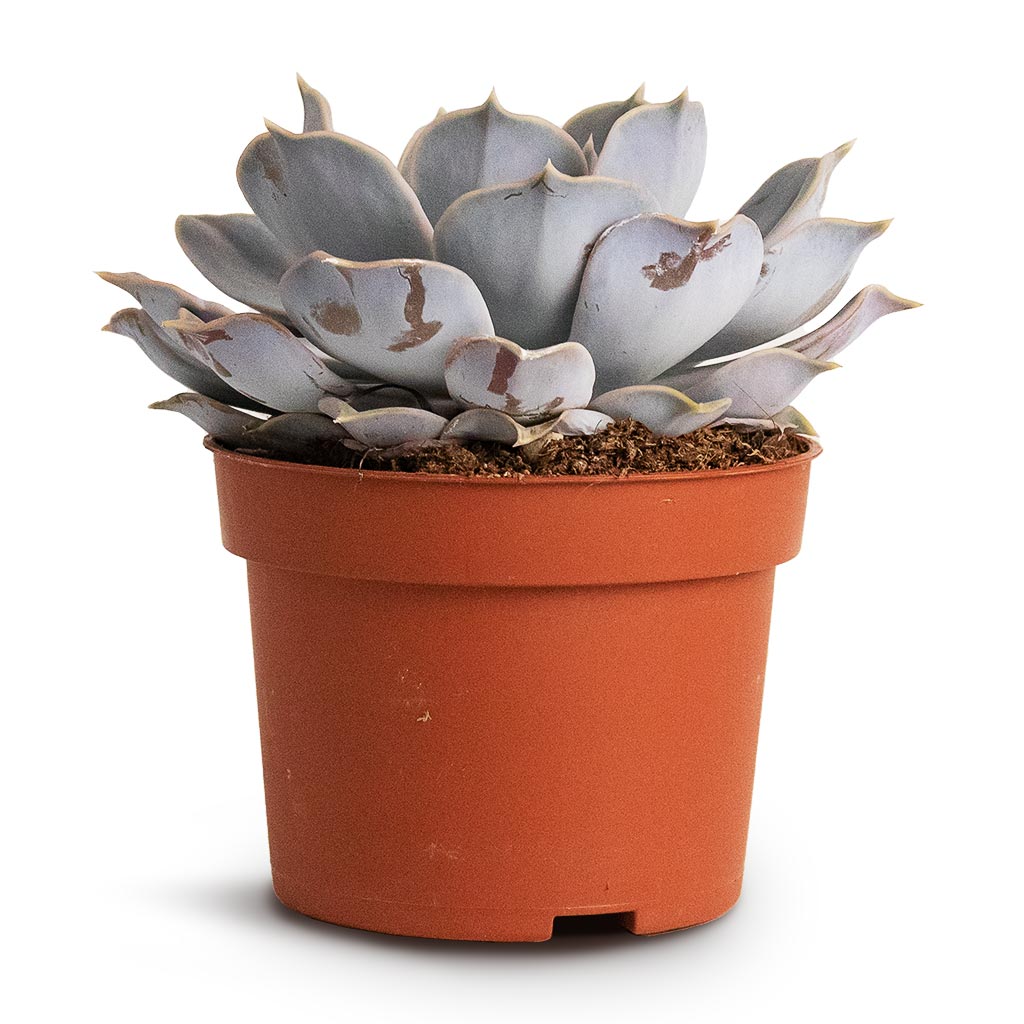 Echeveria lilacina - Ghost Echeveria Scratches