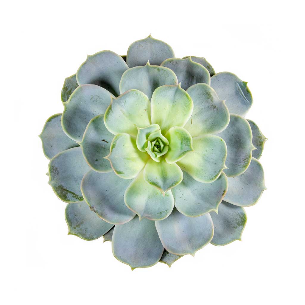 Echeveria lilacina - Ghost Echeveria Rosette