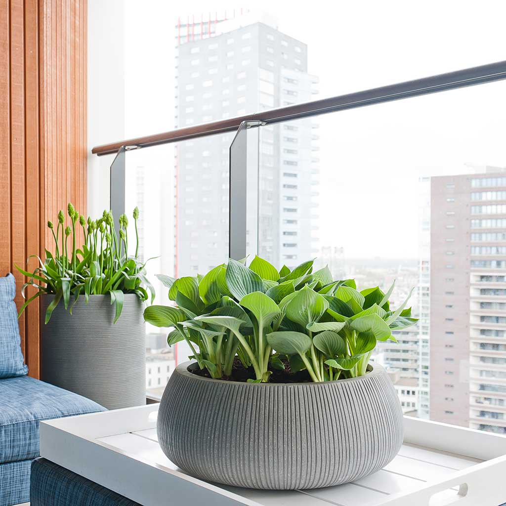 Eileen Planter - Ridged Dark Grey & Housplants