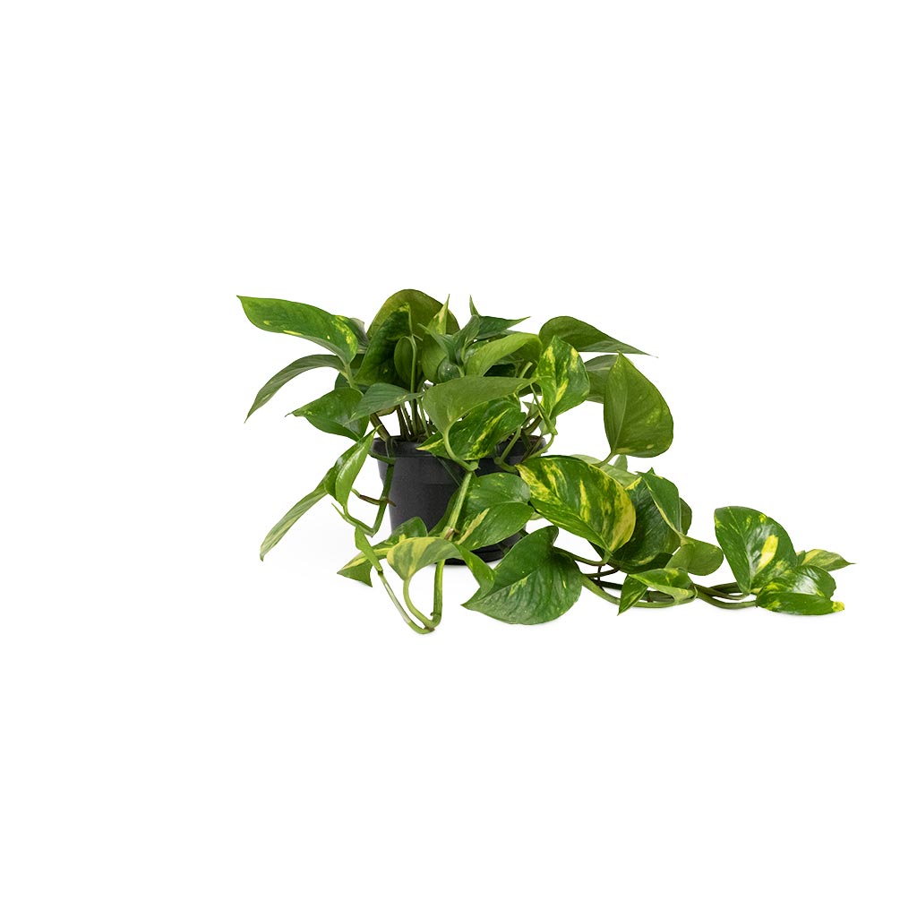 Epipremnum aureum - Golden Pothos