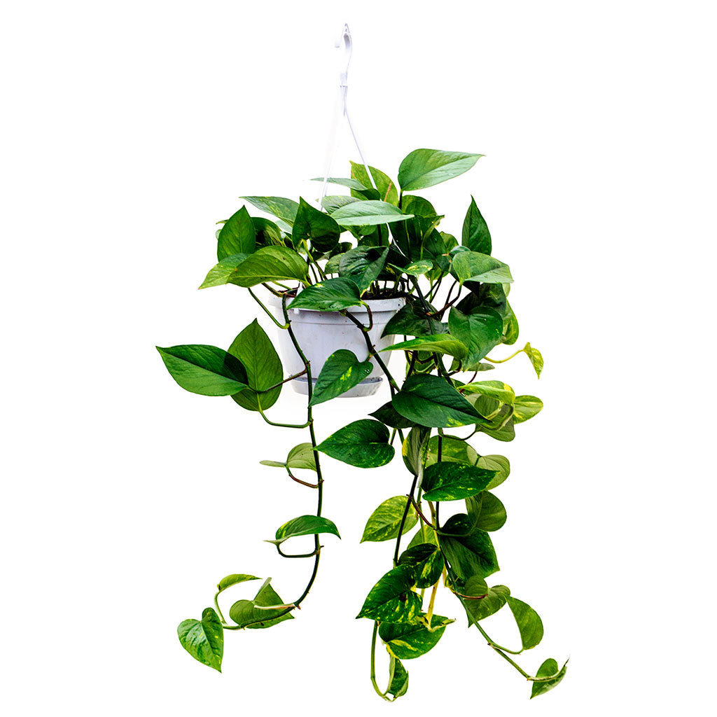 Epipremnum aureum - Golden Pothos 40cm