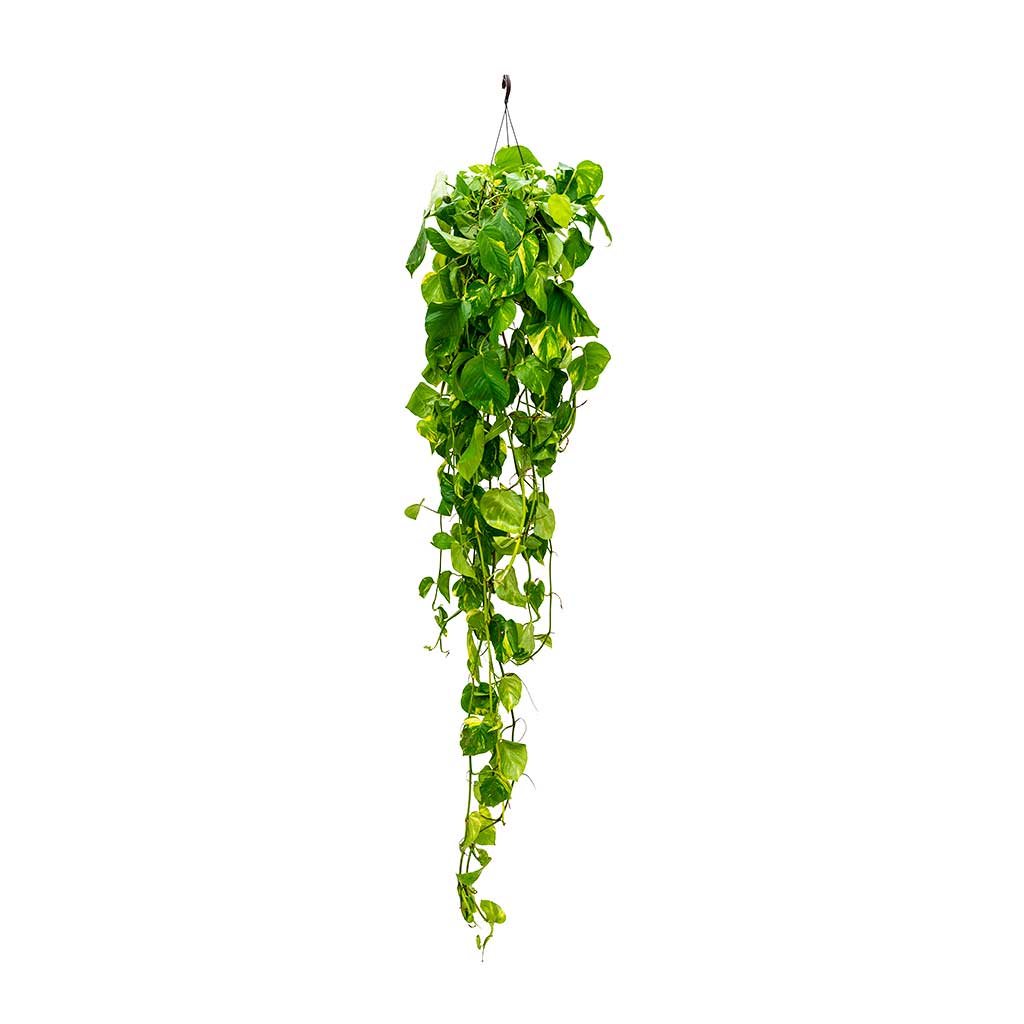 Epipremnum aureum - Golden Pothos - Long Trails