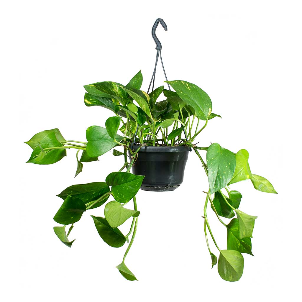 Epipremnum aureum - Golden Pothos - Medium
