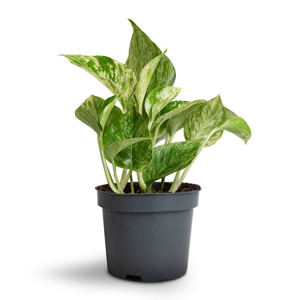Epipremnum aureum - Marble Queen Pothos