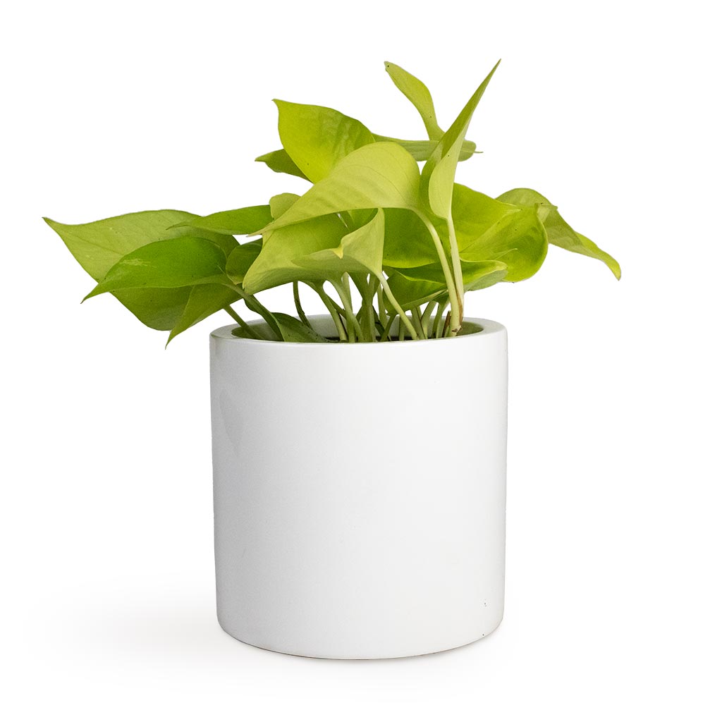 Epipremnum aureum Neon - Golden Neon Pothos Houseplant & Puk Planter - Glossy White