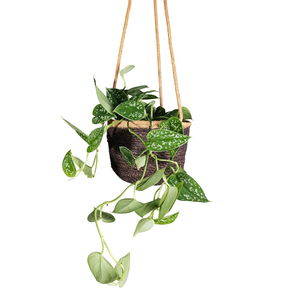 Epipremnum pictum Argyraeus - Satin Pothos & Igmar Hanging Plant Basket - Grey