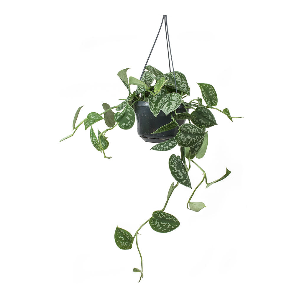 Epipremnum pictum Argyraeus - Satin Pothos Hanging Houseplant