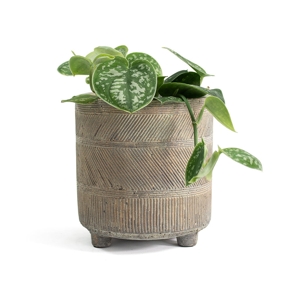 Epipremnum pictum Argyraeus Satin Pothos with Nola Plant Pot Shiny Earth