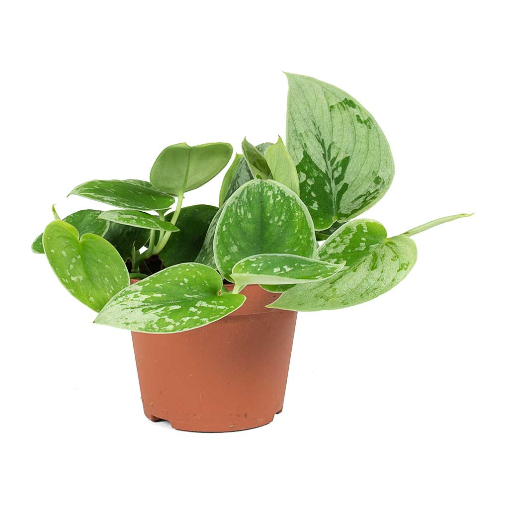 Epipremnum pictum Silvery Ann - Satin Pothos