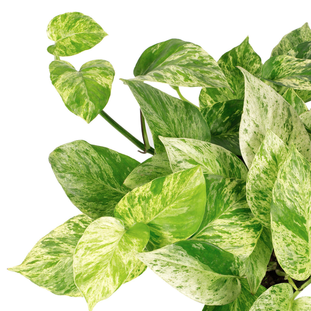 Epipremnum aureum - Marble Queen Pothos Above