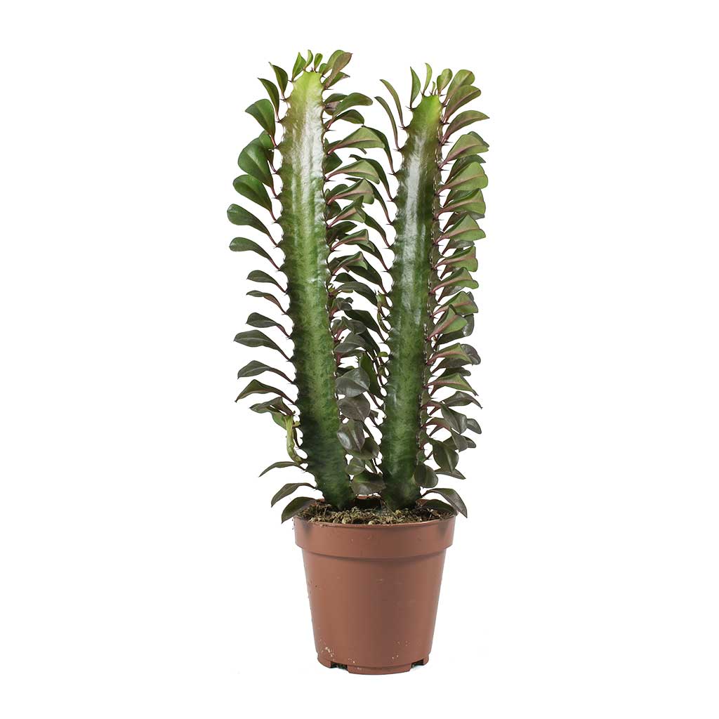Euphorbia trigona rubra - African Milk Tree