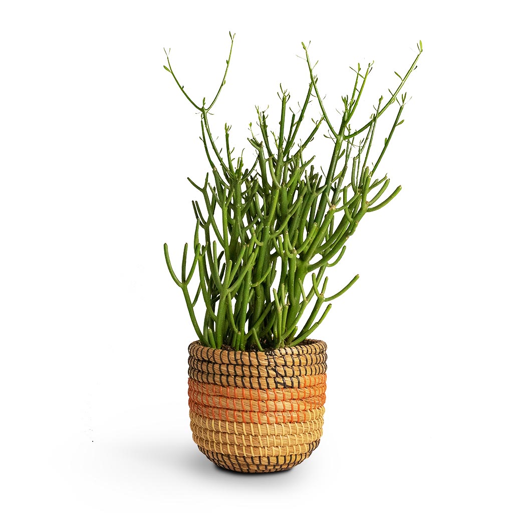 Euphorbia tirucalli Pencil Cactus Houseplant & Jane Plant Baskets Set of 5 Desert