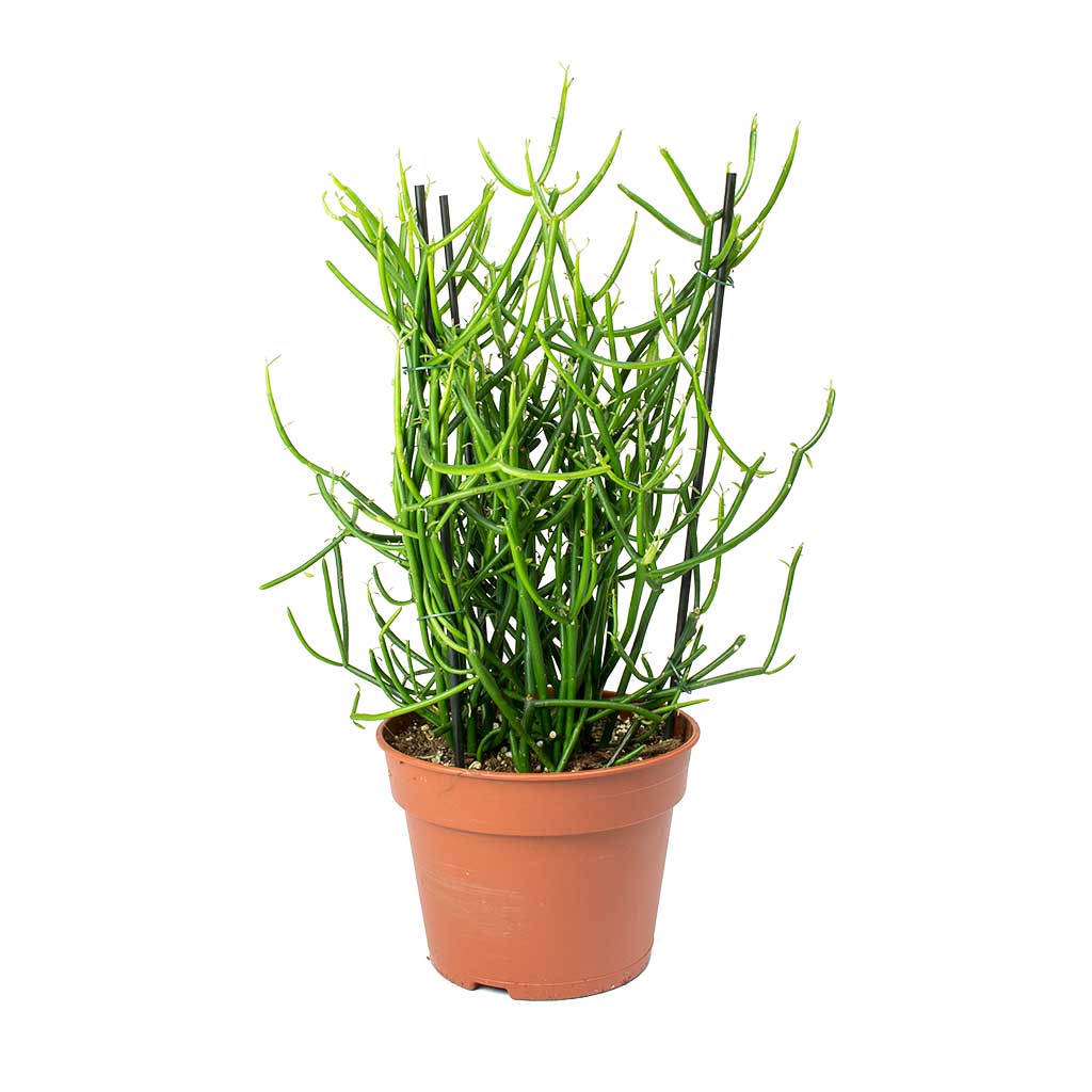 Euphorbia tirucalli - Pencil Cactus 40cm