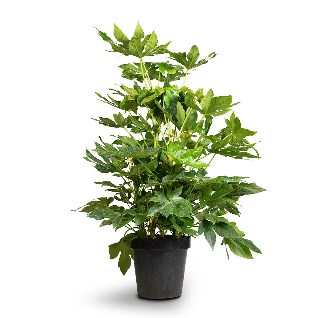 Fatsia japonica - Japanese Aralia - 24 x 80cm