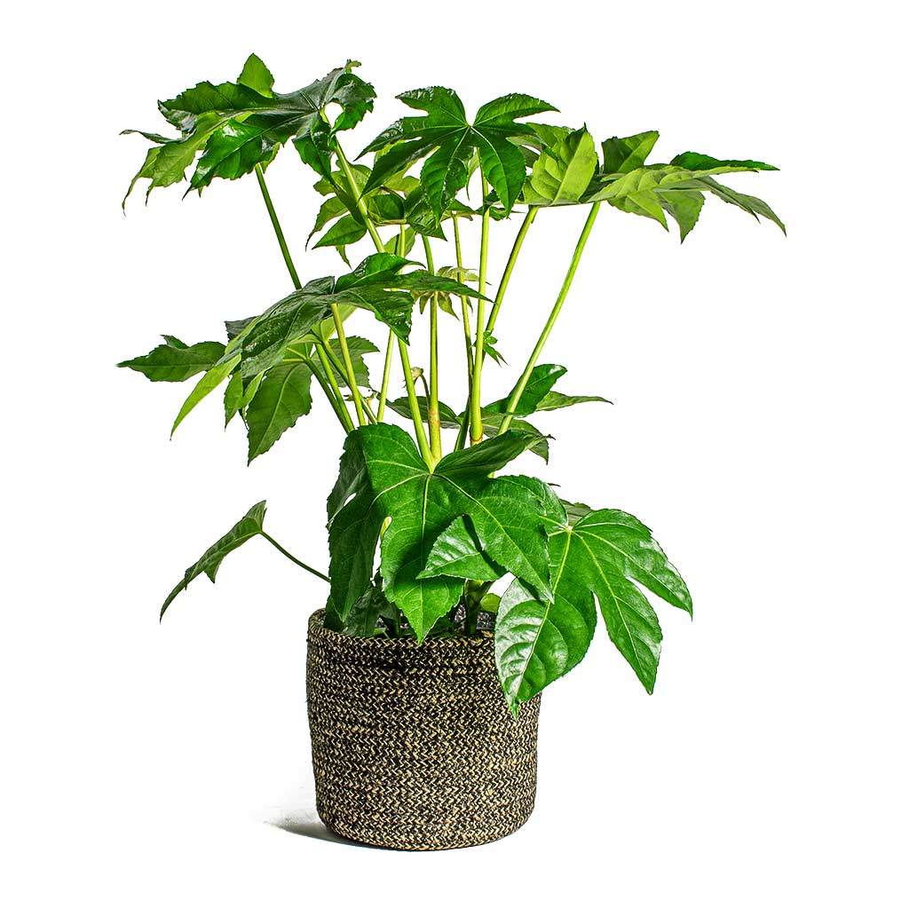 Fatsia japonica Japanese Aralia & Maartje Plant Baskets Set of 5 Black