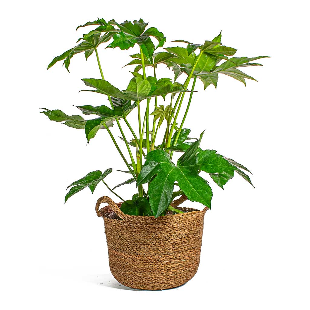 Fatsia japonica Japanese Aralia & Nelis Camel Basket Plant Pot