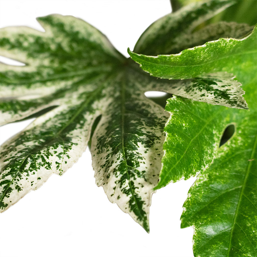 Fatsia japonica - Variegated Japanese Aralia - Leaf Variation