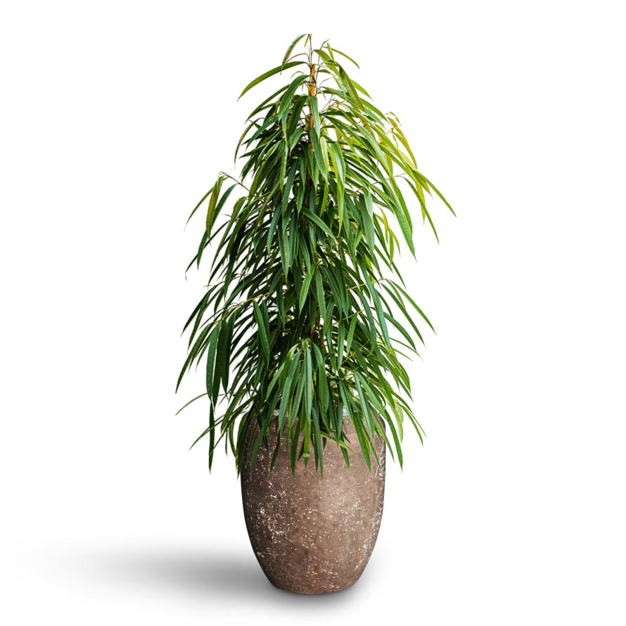 Ficus Alii - Hydroculture Polystone Coated Plain Balloon Planter - Rock