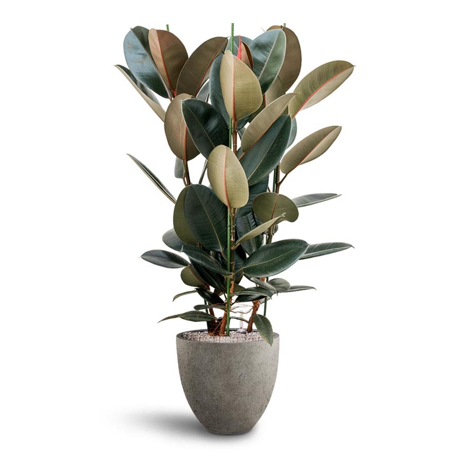 Ficus elastica Abidjan - HydroCare