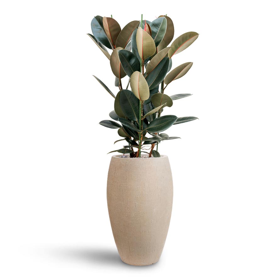 Ficus Elastica Abidjan - Hydroculture & Raindrop Tall Balloon Planter - Stone