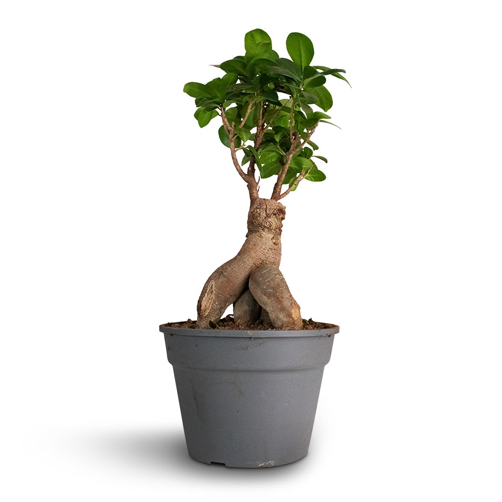 Ficus Ginseng - Indian Laurel