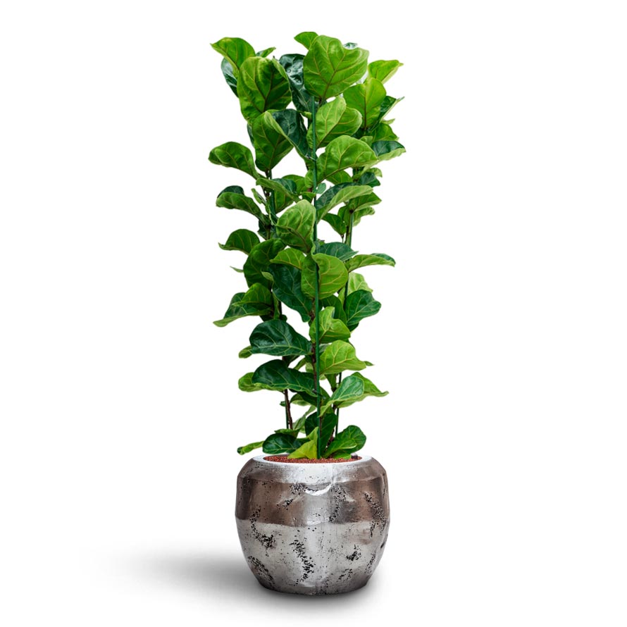 Ficus lyrata Bambino - HydroCare