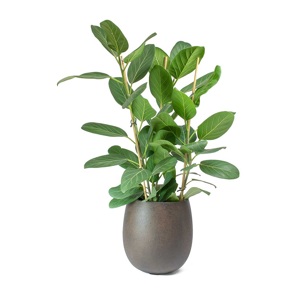 Ficus benghalensis Audrey - Bengal Fig & Rusty Iron Balloon Planter
